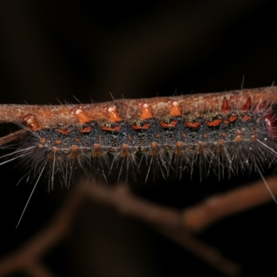 Epicoma melanospila (Black Spot Moth) at Tidbinbilla Nature Reserve - 12 Mar 2021 by kasiaaus