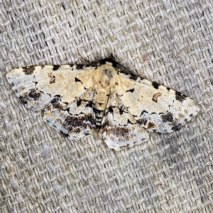 Sandava scitisignata at O'Connor, ACT - 15 Mar 2021 11:40 PM