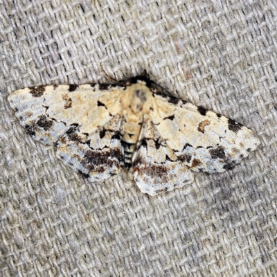 Sandava scitisignata (A noctuid moth) at O'Connor, ACT - 15 Mar 2021 by ibaird