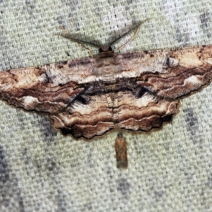 Scioglyptis lyciaria at O'Connor, ACT - 15 Mar 2021