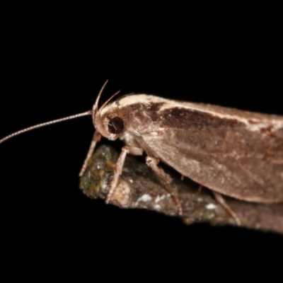 Archaereta dorsivittella (A Concealer moth (Wingia group)) at Paddys River, ACT - 12 Mar 2021 by kasiaaus