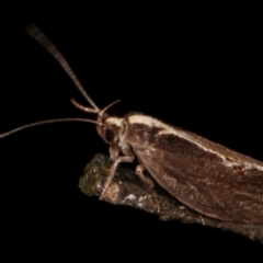 Archaereta dorsivittella at Paddys River, ACT - 12 Mar 2021 09:05 PM