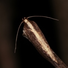 Archaereta dorsivittella at Paddys River, ACT - 12 Mar 2021 09:05 PM