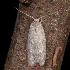 Agriophara (genus) (A Flat-bodied moth (Stenomatinae, Depressariidae)) at Paddys River, ACT - 12 Mar 2021 by kasiaaus