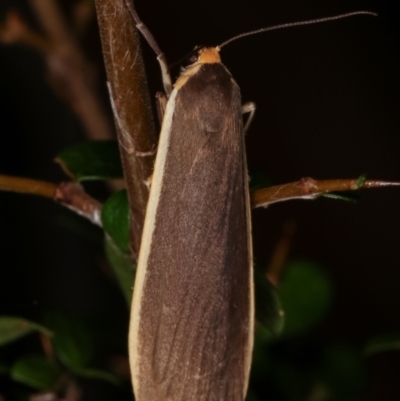 Palaeosia undescribed species at Tidbinbilla Nature Reserve - 12 Mar 2021 by kasiaaus