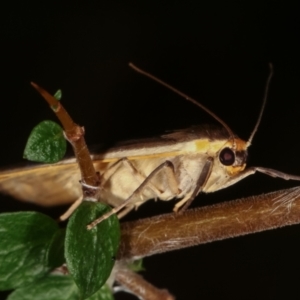 Palaeosia undescribed species at Paddys River, ACT - 12 Mar 2021 09:07 PM