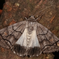 Stibaroma melanotoxa (Grey-caped Line-moth) at Tidbinbilla Nature Reserve - 12 Mar 2021 by kasiaaus