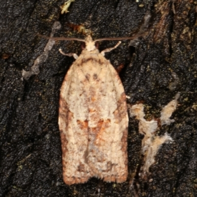 Epiphyas postvittana (Light Brown Apple Moth) at Paddys River, ACT - 12 Mar 2021 by kasiaaus