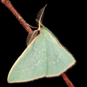 Chlorocoma dichloraria at Paddys River, ACT - 12 Mar 2021 09:10 PM