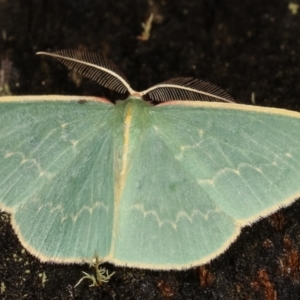 Chlorocoma dichloraria at Paddys River, ACT - 12 Mar 2021 09:10 PM