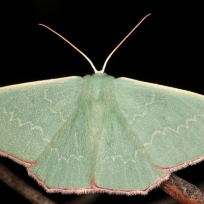 Prasinocyma semicrocea (Common Gum Emerald moth) at Tidbinbilla Nature Reserve - 12 Mar 2021 by kasiaaus