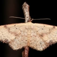 Idaea halmaea (Two-spotted Wave) at Paddys River, ACT - 12 Mar 2021 by kasiaaus