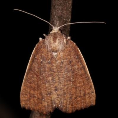 Authaemon stenonipha (Pale-bordered Cape-moth) at Tidbinbilla Nature Reserve - 12 Mar 2021 by kasiaaus