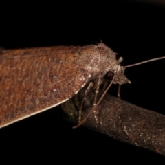 Authaemon stenonipha at Paddys River, ACT - 12 Mar 2021