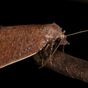 Authaemon stenonipha at Paddys River, ACT - 12 Mar 2021