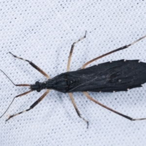 Reduviidae (family) at Paddys River, ACT - 12 Mar 2021