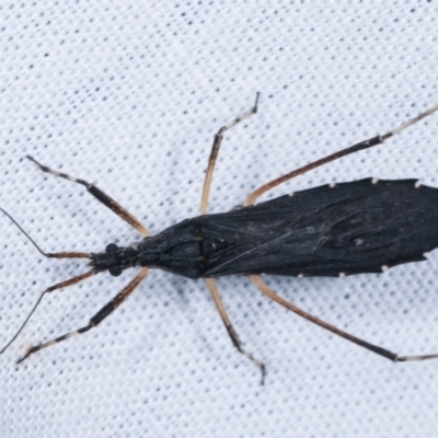 Reduviidae (family) (An assassin bug) at Tidbinbilla Nature Reserve - 12 Mar 2021 by kasiaaus