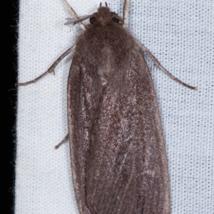 Palleopa innotata at Paddys River, ACT - 12 Mar 2021 09:17 PM