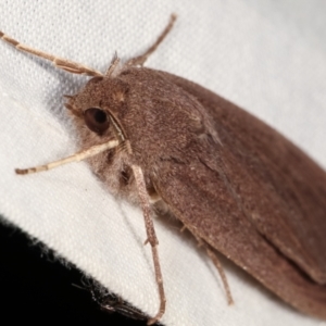 Palleopa innotata at Paddys River, ACT - 12 Mar 2021