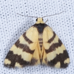 Thallarcha partita (Dark-banded Footman) at Tidbinbilla Nature Reserve - 12 Mar 2021 by kasiaaus