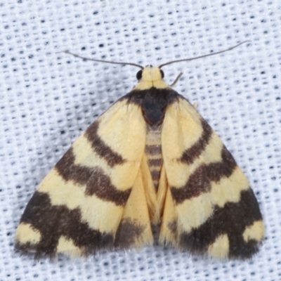 Thallarcha partita (Dark-banded Footman) at Paddys River, ACT - 12 Mar 2021 by kasiaaus