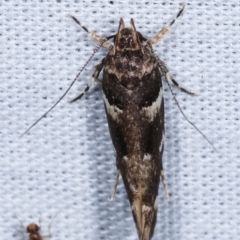 Macrobathra leucopeda (A Gelechioid moth) at Paddys River, ACT - 12 Mar 2021 by kasiaaus