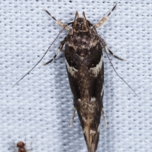 Macrobathra leucopeda at Paddys River, ACT - 12 Mar 2021 09:24 PM