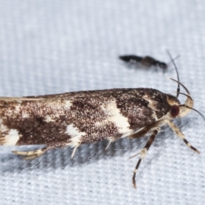 Macrobathra leucopeda at Paddys River, ACT - 12 Mar 2021