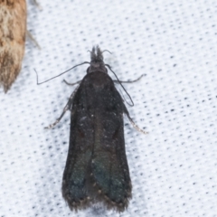 Leptozestis and Trachydora (genera) (A cosmet moth) at Paddys River, ACT - 12 Mar 2021 by kasiaaus