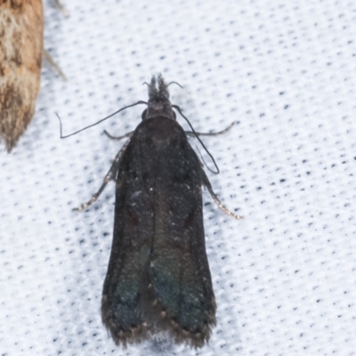 Leptozestis and Trachydora (genera) (A cosmet moth) at Tidbinbilla Nature Reserve - 12 Mar 2021 by kasiaaus