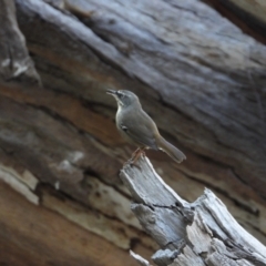 Sericornis frontalis (White-browed Scrubwren) at Splitters Creek, NSW - 15 Mar 2021 by WingsToWander