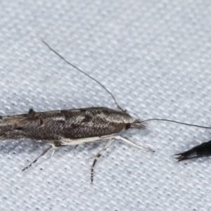 Leptozestis and Trachydora (genera) at Paddys River, ACT - 12 Mar 2021