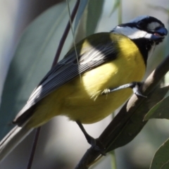 Falcunculus frontatus (Eastern Shrike-tit) at Albury - 16 Mar 2021 by WingsToWander