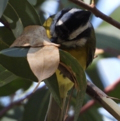 Falcunculus frontatus at Splitters Creek, NSW - 16 Mar 2021 10:38 AM
