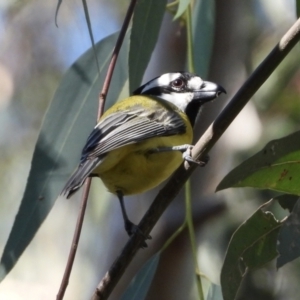 Falcunculus frontatus at Splitters Creek, NSW - 16 Mar 2021 10:38 AM