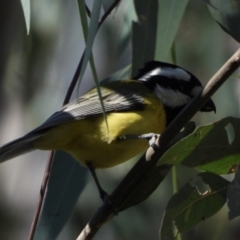 Falcunculus frontatus at Splitters Creek, NSW - 16 Mar 2021 10:38 AM