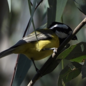 Falcunculus frontatus at Splitters Creek, NSW - 16 Mar 2021 10:38 AM
