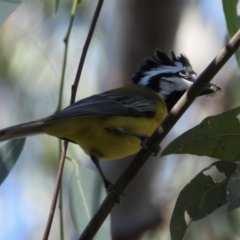 Falcunculus frontatus at Splitters Creek, NSW - 16 Mar 2021 10:38 AM
