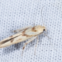 Stathmopodidae (family) (A Concealer moth) at Paddys River, ACT - 12 Mar 2021 by kasiaaus