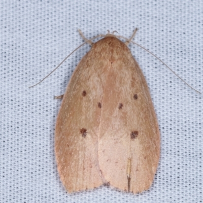 Garrha pudica (Modest Dullmoth) at Tidbinbilla Nature Reserve - 12 Mar 2021 by kasiaaus