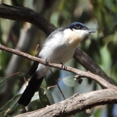 Myiagra inquieta (Restless Flycatcher) at Wonga Wetlands - 15 Mar 2021 by WingsToWander