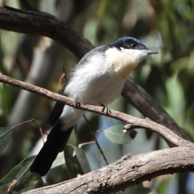 Myiagra inquieta (Restless Flycatcher) at Albury - 15 Mar 2021 by WingsToWander