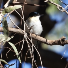 Myiagra inquieta at Splitters Creek, NSW - 16 Mar 2021 10:47 AM