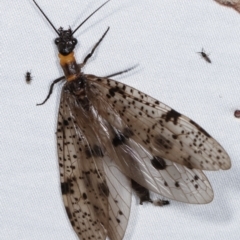 Archichauliodes sp. (genus) (Alderfly or Dobsonfly) at Paddys River, ACT - 12 Mar 2021 by kasiaaus