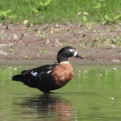 Tadorna tadornoides (Australian Shelduck) at Wonga Wetlands - 16 Mar 2021 by WingsToWander