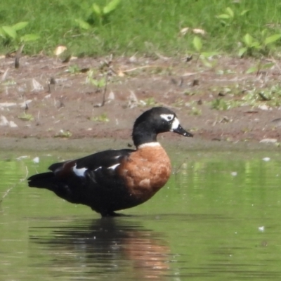 Tadorna tadornoides (Australian Shelduck) at Albury - 16 Mar 2021 by WingsToWander