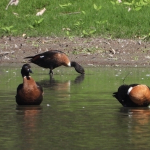 Tadorna tadornoides at Splitters Creek, NSW - 16 Mar 2021 11:20 AM