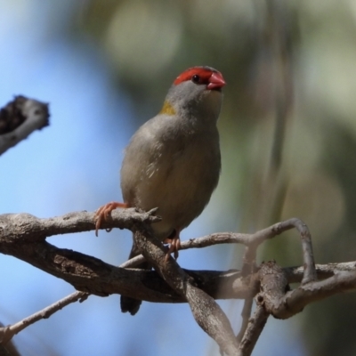 Neochmia temporalis (Red-browed Finch) at Wonga Wetlands - 16 Mar 2021 by WingsToWander
