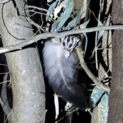 Petaurus norfolcensis (Squirrel Glider) at Wonga Wetlands - 16 Mar 2021 by WingsToWander