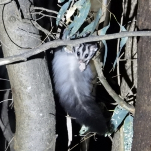 Petaurus norfolcensis at Splitters Creek, NSW - 16 Mar 2021